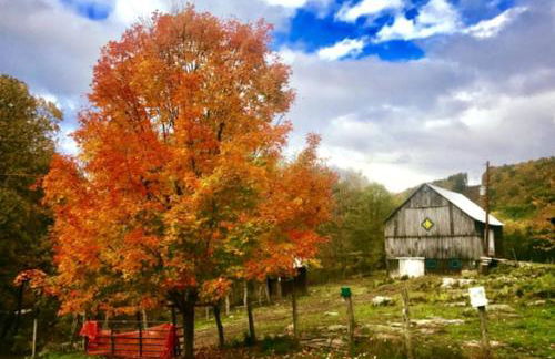 Charming Yurt Rental Nestled in the Forest near Friendsville, Maryland - Foto 20
