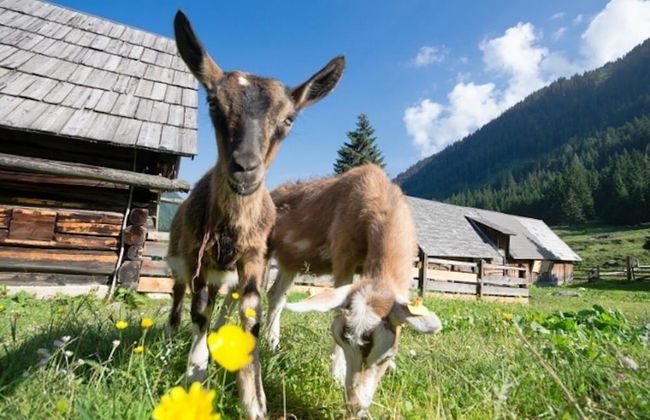 Holzboxen Planneralm - Foto 18