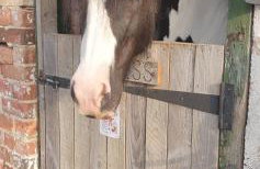 Stag Cottage - Foto 20