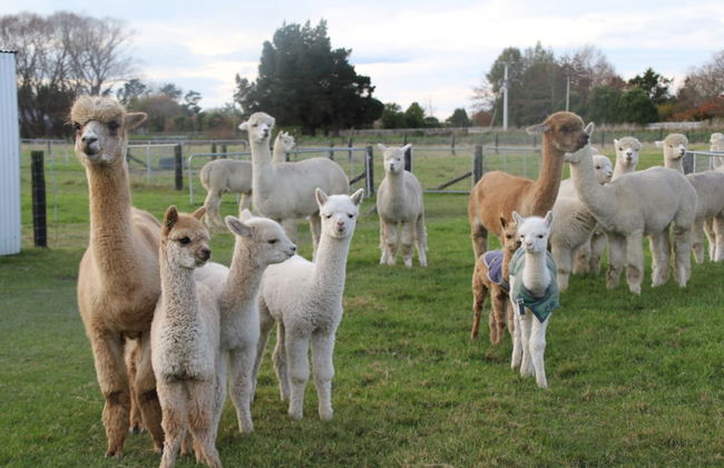 Silverstream Alpaca Farmstay and Tour - Foto 31