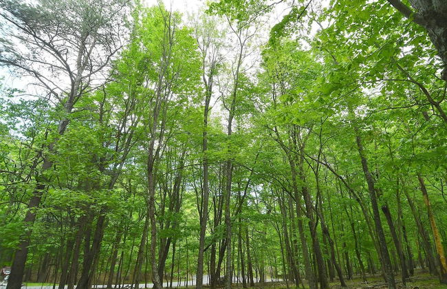 Woods Song - Natures Promise - Foto 20