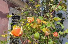 Ancient Stone 'Casa Rosa'- Sea and Mountain View Tranquil Borgo - Foto 49