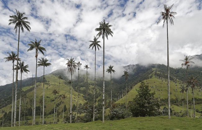 SAN PEDRO SALENTO APARTAHOTEL - Photo 23