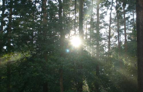 Ferienwohnung Am Wald - Foto 16