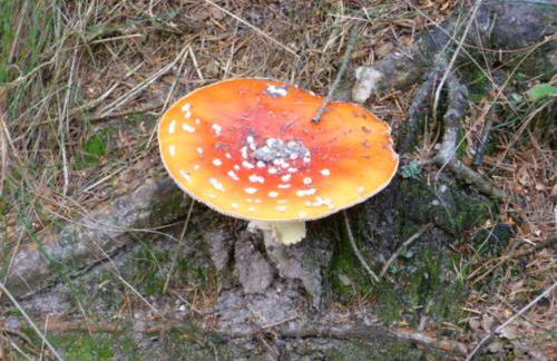 Ferienwohnung Zittauer Gebirge - Foto 57