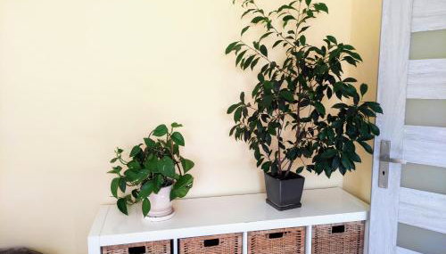 Zielony Zakątek - agroturystyka blisko morza - Foto 3