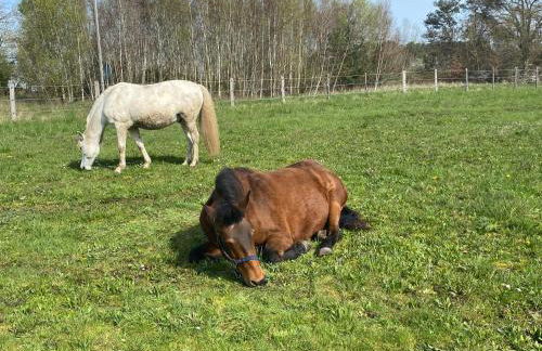 Gîte La Cabuche proche du zoo de Beauval - Foto 26