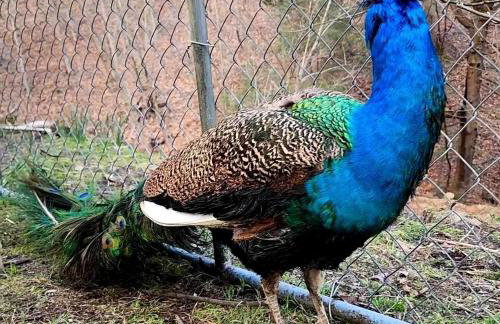 Remote Mountain A-Frame with BBQ Perfect for Nature Lovers in West Virginia - Foto 14