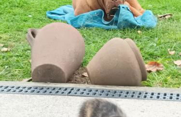 Quinta da Carlota - Photo 24