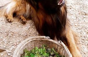 Forreset - leśny reset - Foto 43