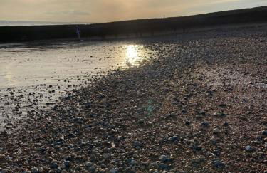 Olive Tree Apartment Hove - Foto 63