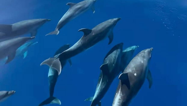 Avvistamento dei delfini sull'isola di Figarolo - Foto 4