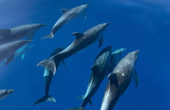 Avistamiento de delfines en la isla de Figarolo - Foto 4