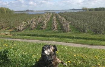 Wohnen im Alten Land - Photo 44