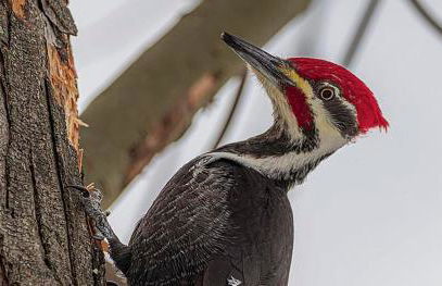 Cozy Cabin Escape - Foto 16