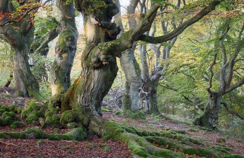 Haus Waldzeit, inclusief bedlinnen handdoeken en eindservice - Foto 27