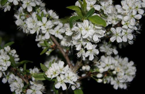 Ferienwohnung Kuckuck auf dem Sommerberg incl Schwarzwald Plus-Karte - 2 Zimmer 50qm - Foto 49