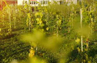 Winnica Strzegocice SPA - Foto 17