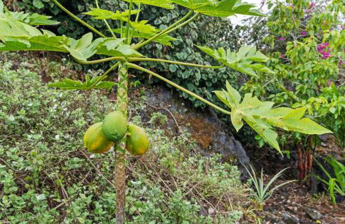 Aloha Vista - Foto 49