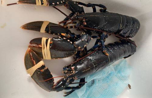 Berneray Otter Cottage - Foto 33