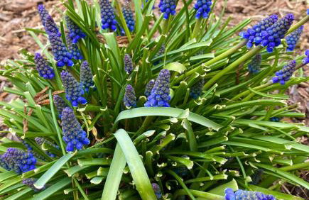 Zielone Zacisze - Foto 51