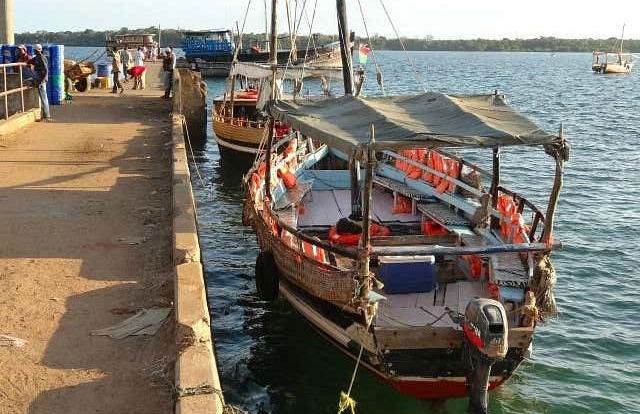 Avistamiento de delfines en el Parque Nacional Marino Kisite - Foto 3