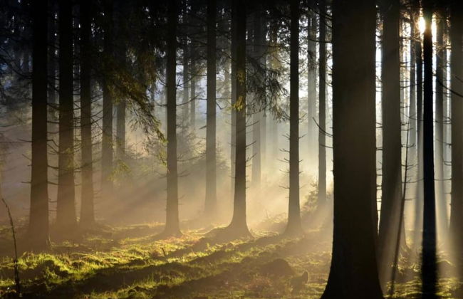 A Chalet for Re-energising in Peace, not far From Durbuy - Photo 29