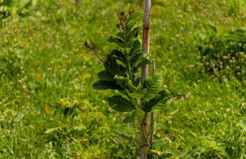 Casa Avô da Pedra, By OP - Photo 42