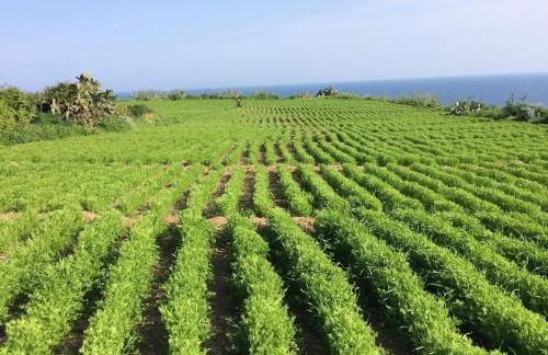 La Limonaia - Foto 13