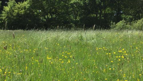 Tiny Home cabin Eilidh - Foto 5, Garden