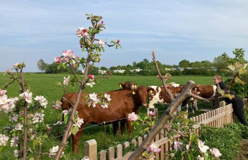 Ferienwohnungen Kapitänskajüte & Ausguck - Foto 33