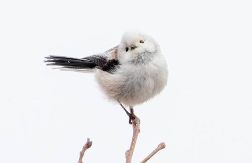 TATANKA Dom w Puszczy & SPA na Polanie - Foto 45
