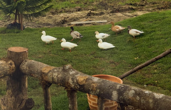 Pine Village - Foto 19