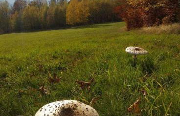 Przystanek Leszczyniec w Sudetach z jacuzzi - za dopłatą - Foto 33