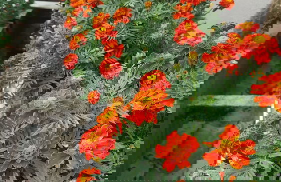 KPW at Royal Lily Apartment - Foto 30