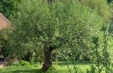 Ferienwohnung in historischer Mühle - Foto 32