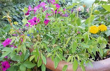 petite maison avec jardin calme - Photo 11