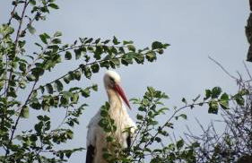 La Salicorne hébergement insolite - Foto 9