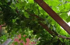 Apartamentos las palmeras - Photo 13