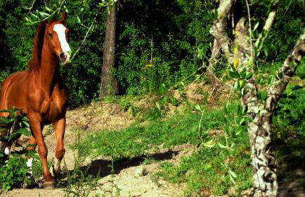 I Tre Tigli - Casa di campagna - Foto 15