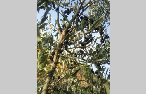 wine apartment le sedici - Foto 46