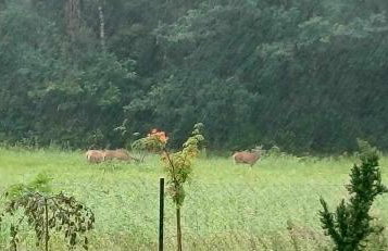 Noclegi Tomaszkowo - Photo 44