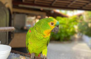Fazendinha Parque Raposa - Foto 17