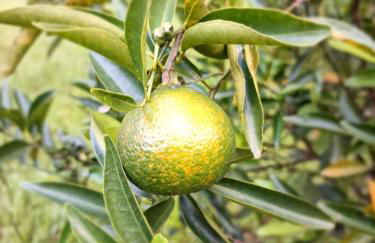 Casa Rústica Recanto do Sol - Foto 16