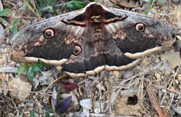 Agriturismo La Fontanella & Glamping - Foto 34