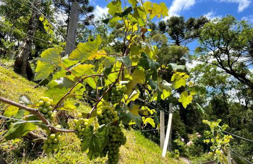 Chalé com Vista para Vinhedo e Natureza - Foto 25