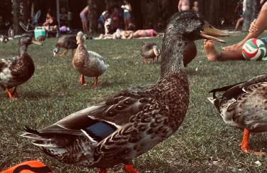 Casa Adele - Photo 45