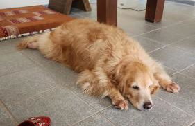 Estação Brotense - Casa com piscina e fogueira exclusiva - Foto 42