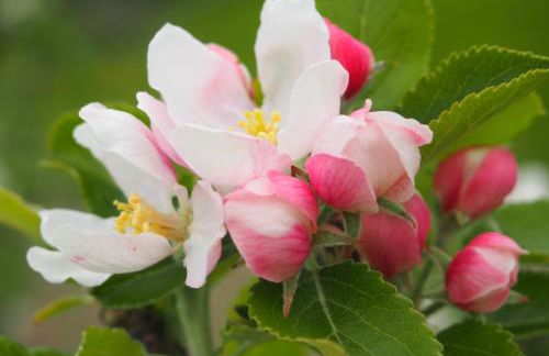 Maison Tombelaine - Foto 33