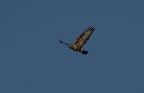 Rosemount Bothy - Highland Cottage - Foto 61